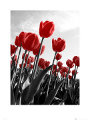 Tulips Tulips