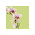 FLOWERS orchid green