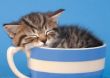 Kitten