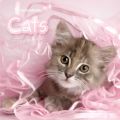 RACHAEL HALE CATS - kalendarz 2012 r.