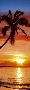 Sunset and palm - door poster
