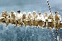 New York men on girder pop art