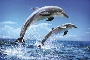 Dolphins