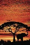 Africa Elephants