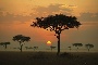 Africa - trees