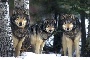 Wolves 3 Wolves 3