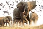 Herd