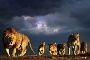 Lions