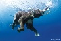 Swim