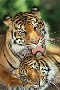 Tigers