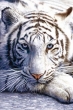Bengalski Tygrys