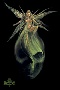 Alchemy - absinthe
