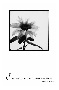 Simplicity (Flower)