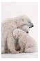 Polar bear family