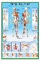 The Human body