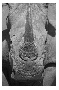 Rhino