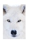 Arctic wolf