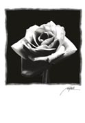 Black rose