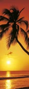 Palm - sunset Palm - sunset