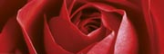 Red Rose