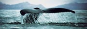 Whale