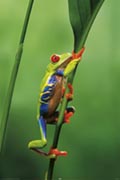 Red-eyed treefrog