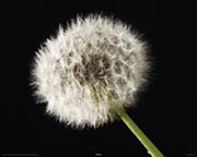 Dandelion