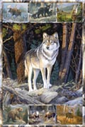 Multipic - american wild Multipic - american wild