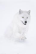 Arctic Wolf - canis lupus Arctic Wolf - canis lupus