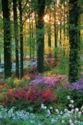 Flower Forest