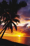 Sunset Palmtree