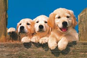 Lucky Dogs