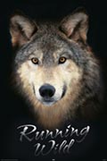 Wolf - running wild Wolf - running wild