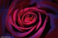 Dark Purple Rose