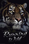 Tiger - running wild