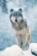Gray Wolf