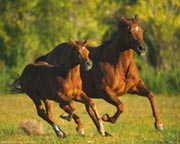 Horses galloping