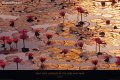 Lotus Pond - true love Lotus Pond - true love
