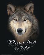 Wolf - running wild