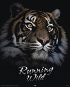 Tiger - running wild