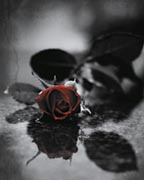 Red gothic rose