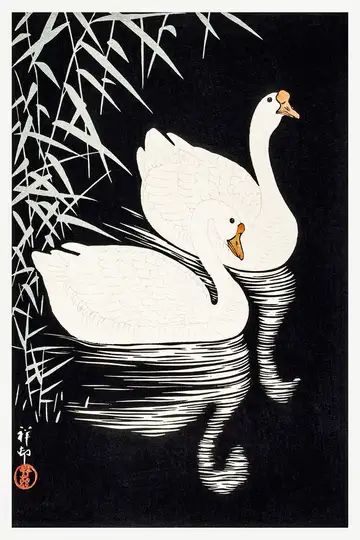 Ohara Koson White Chinese Geese Swimming by Reeds - plakat