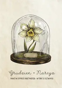 Plakat dla Urodzonych w Grudniu Narcyz - plakat