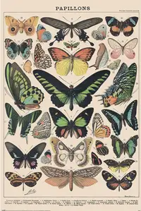 Motyle Butterflies Flowers - plakat