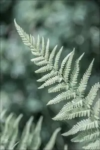 Paproć II - plakat premium