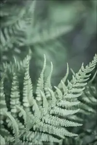 Paproć - plakat premium