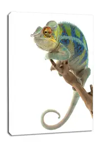 Kameleon. Ambanja Panther Chameleon - obraz na płótnie