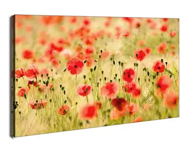 Pole Maków - Maki, Monet - obraz na płótnie