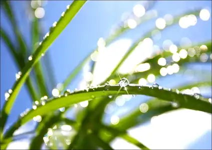 Poranna rosa - plakat