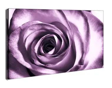 Purpurowa róża - obraz na płótnie